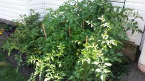 Feed me.  Feed me Seymour!